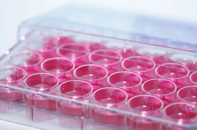 Equine IFNg ELISA Kit